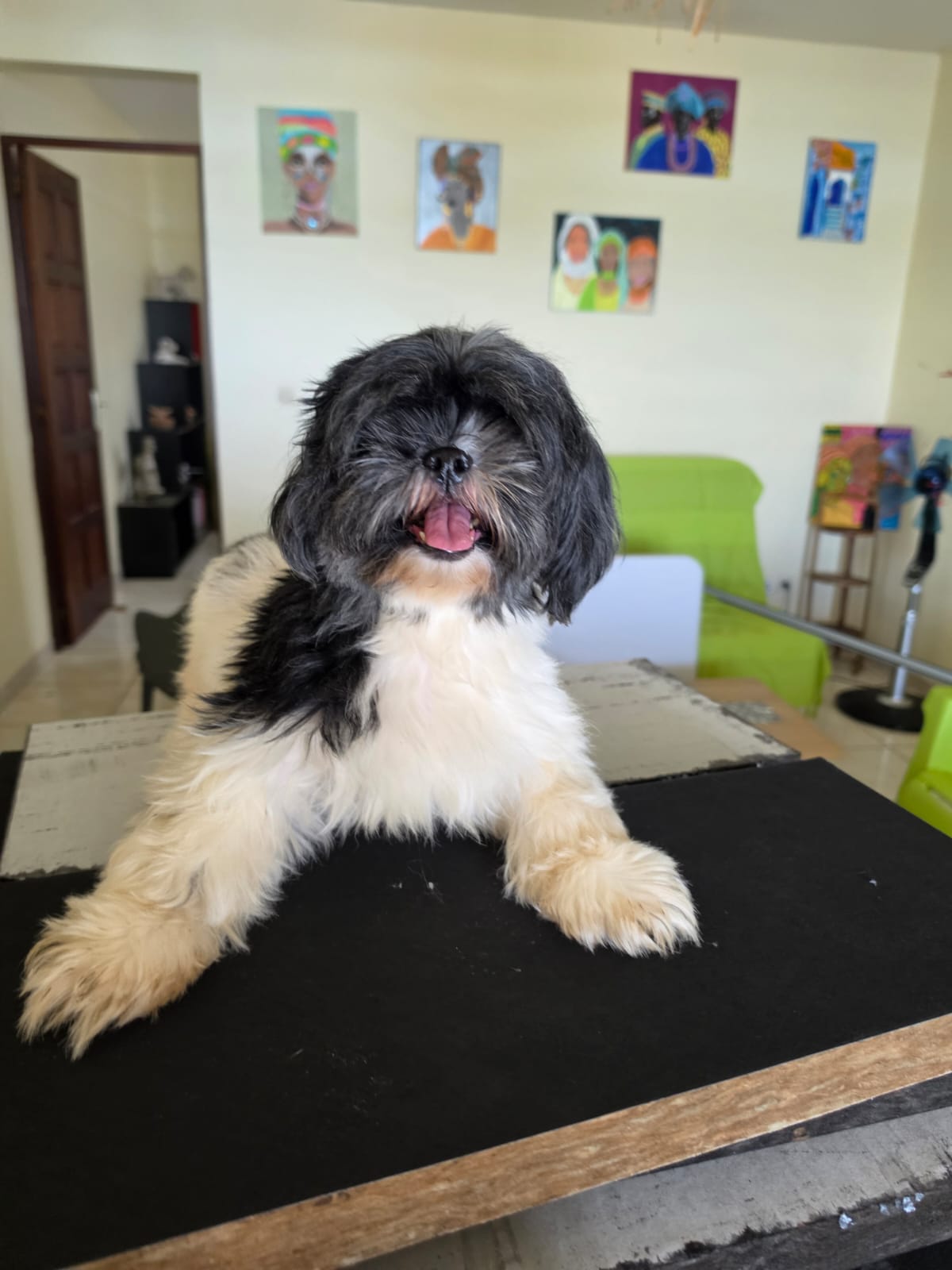 Chiens à adopter